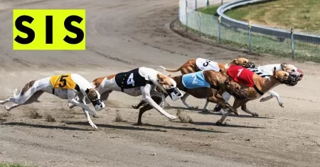 SIS will deliver greyhound racing content